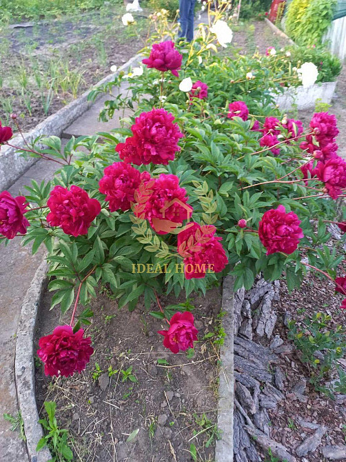 Продаж дачі в Поправкі, дачний кооператив Дружба-3 Поправка - фото 8