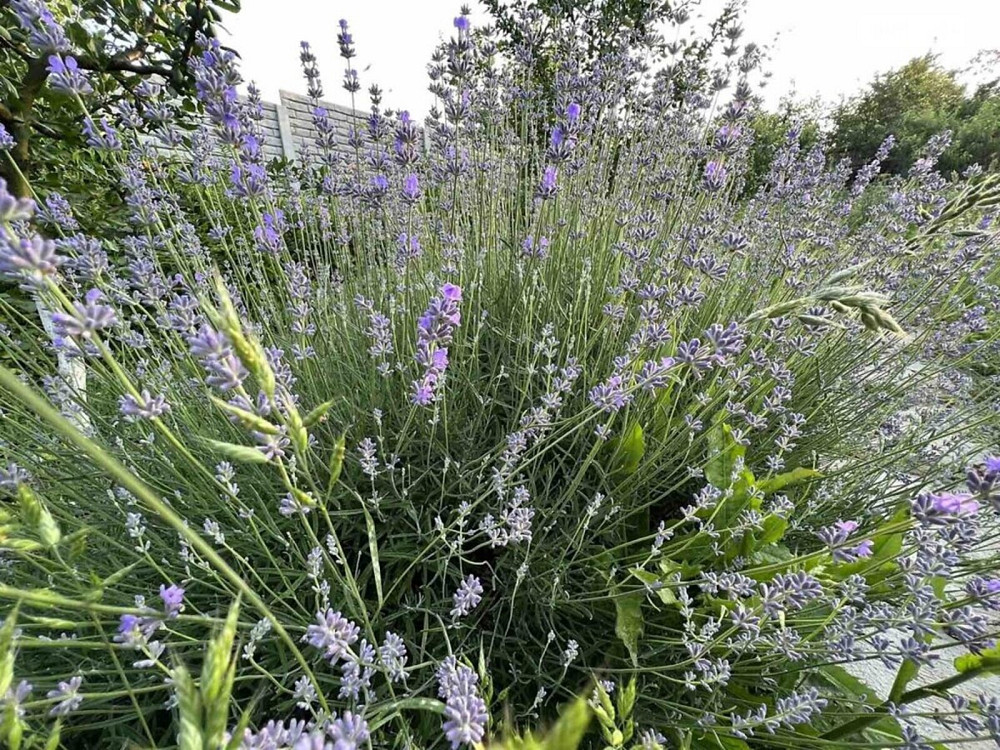 Продаж земельної ділянки 10 соток на дніпровська Вінниця - фото 3