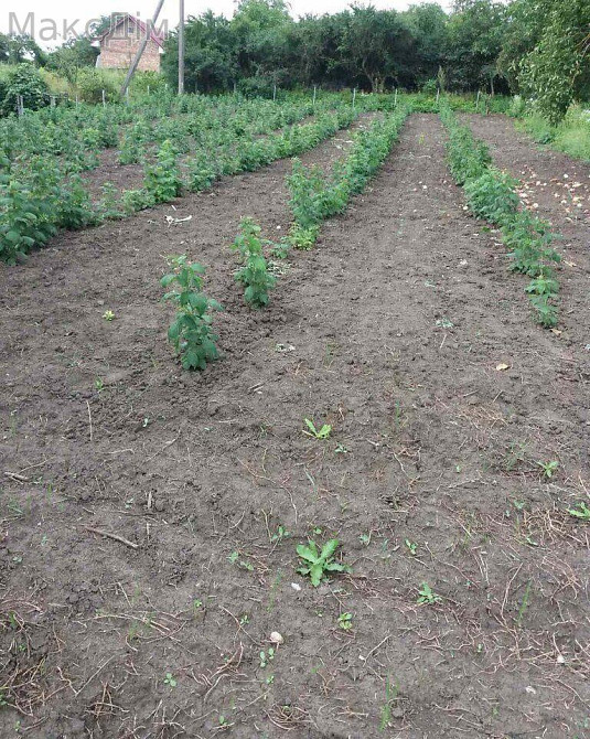 Продаж Будинок 1-кімнатний на Кутянська середня пров. Великий Глибочок - фото 4