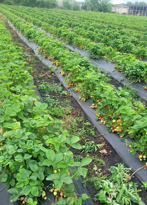 Продаж комерційне приміщення на ул. Молодіжна, 5 приміщень - 1, поверх - 1 Rozdil'na - photo 4