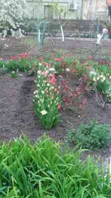 Продаж земельної ділянки 0.1 соток на вулиця Академика Вильямса, 33 Одеса