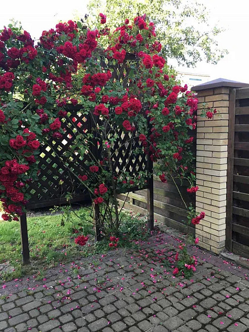 Продаж Будинок 5-кімнатний Riasne-Ruske - photo 9