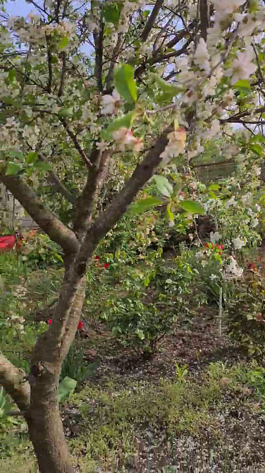 Продам дом в селе Красносёлка / Светлое, 5 км. от Одессы Красносилка - изображение 20