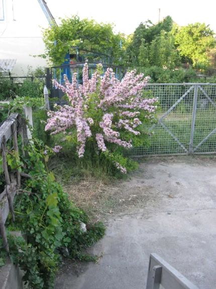 Продам дачу на берегу Б.Днестровского лимана Moloha - photo 10