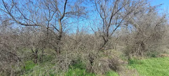 Продаж земельної ділянки Для сільськогосподарської діяльності площа 400 сот JV62+W4, Лиманський район, Одеська область, 67512 Одеса