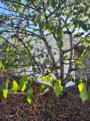 Продаж земельної ділянки 0.2 соток на ул. Шкільна, 12 Bulativka