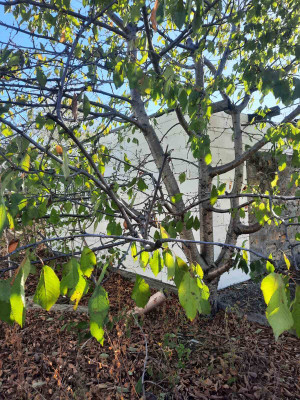 Продаж земельної ділянки 0.2 соток на ул. Шкільна, 12 Булатовка - изображение 1