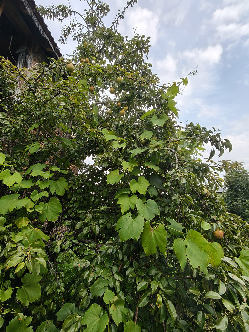 Продаж 2-поверховий Будинок з ділянкою 8 сот 150 кв.м 4 кімн. на Баришівська Житомир - фото 4