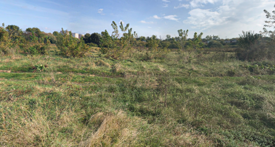 Продаж ділянки в с.Петриків, Тернопільський район 