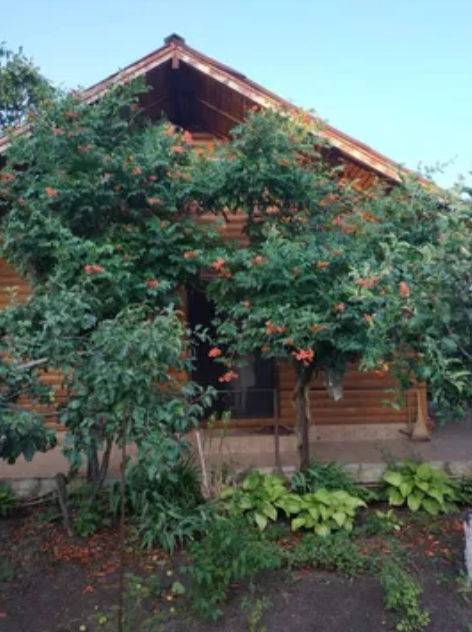 Продаж Будинок 3-кімнатний на ул. Садовая, 26 Нова Дофінівка - фото 2