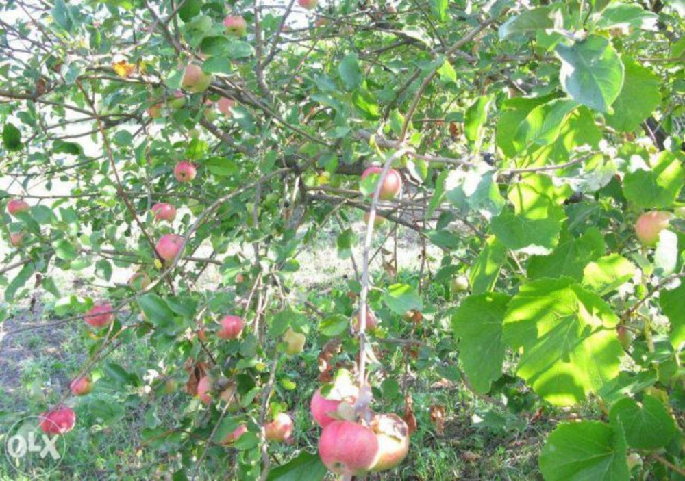 Продаж земельної ділянки 18 соток  - фото 7