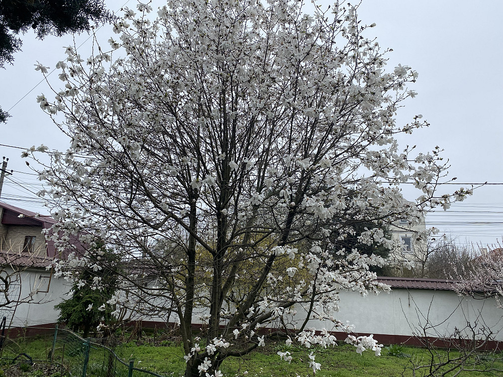 Дом-усадьба у моря и Дубовой рощи — место, где хочется жить Одеса - фото 16