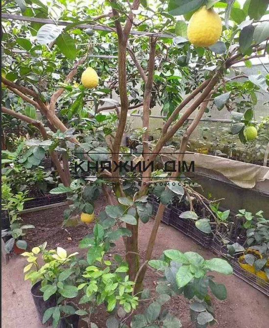 Продажа дома под жилье или бизнес пгт Большая Дымерка. № 2210662  - фото 5