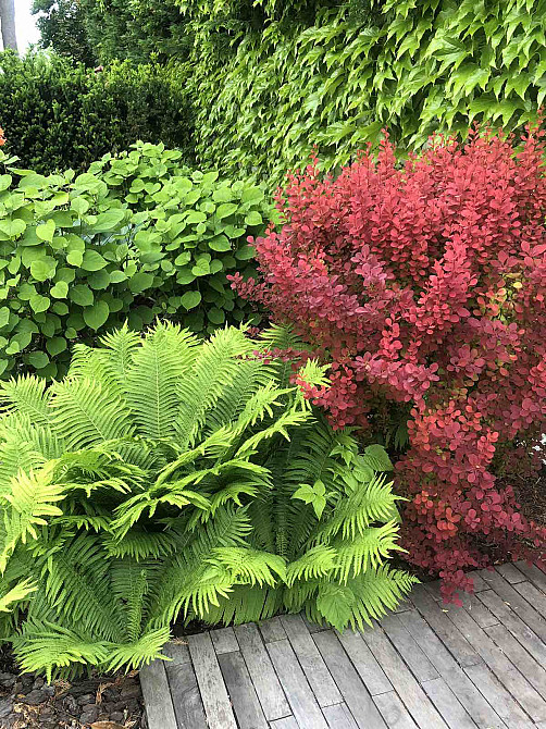 Сосновый берег Фонтанка - фото 8