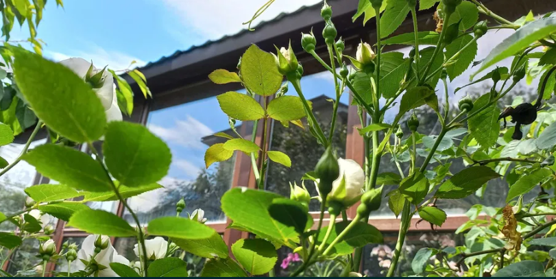 Продам дом у моря в Черноморке! 5–10 минут пешком до пляжа! Одеса - фото 13