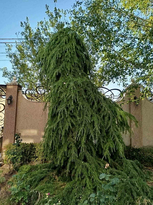 Красивый дом в Сухом Лимане. Сухий Лиман - изображение 4