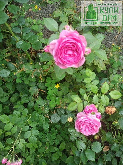 Продам будинок 2,5 поверхи центр (Ціна в євро) Кропивницький - фото 7