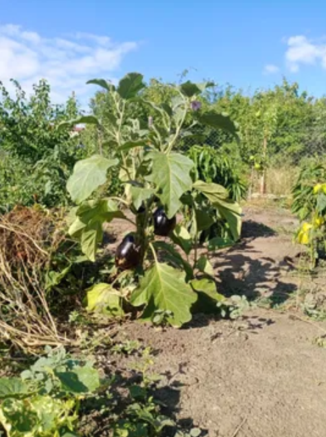 Продаж Будинок 4-кімнатний на ул. Путейская СТ Связист, 84а  - фото 14