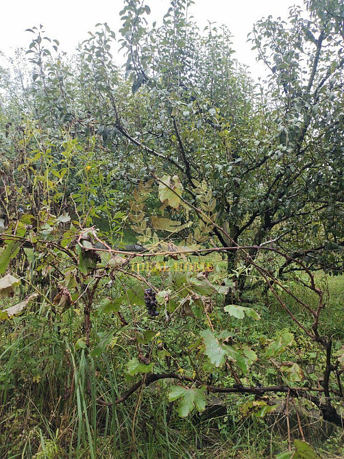 Продам будинок Кренечі Креничи - изображение 5