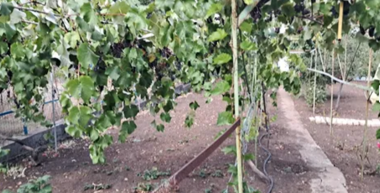 Продам дом с газом и удобствами в Светлом (Старые дачи, 5 км от Одессы) Світле - фото 15