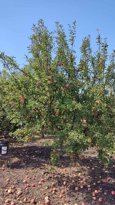 Продаж земельної ділянки 35 соток на Лесі Українки вул 11 Кропивницький - фото 5