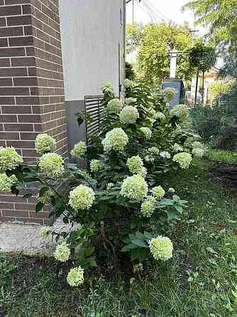 1 квартира Odessa