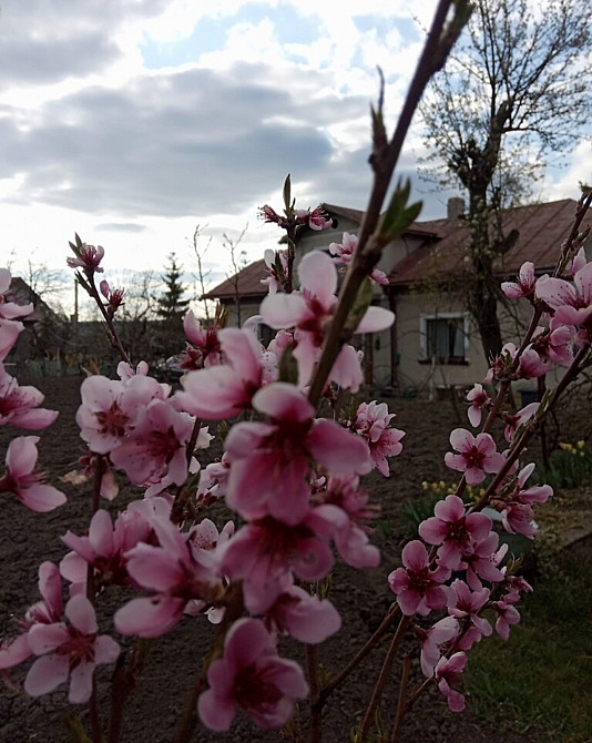 Продаж будинку у В.Березовиця Velikaya Berezovica - photo 2