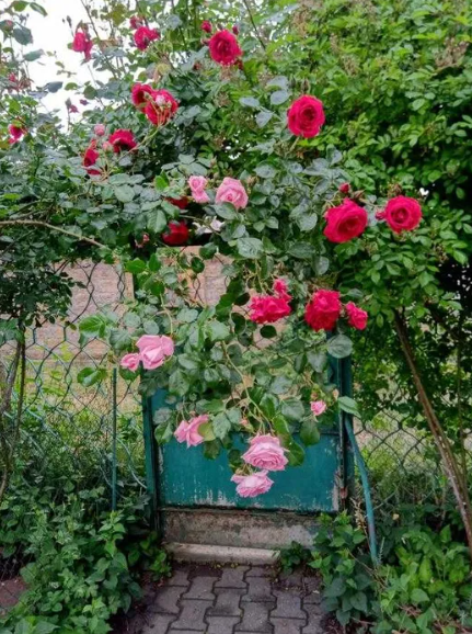 Продам 2-х этажный капитальный дом в с.Светлое (5 км от Одессы) Світле - фото 17