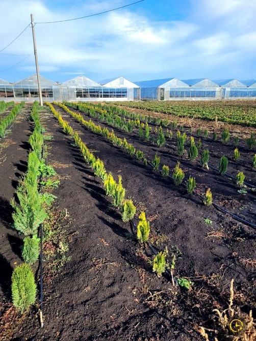 Продаж комерційне приміщення на ул. Молодіжна, 5 приміщень - 1, поверх - 1 Rozdil'na - photo 9