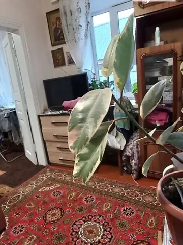 Продаж 1-поверховий   49 кв.м 2 кімн. на Гмирьова вулиця 7 Кропивницький - фото 8