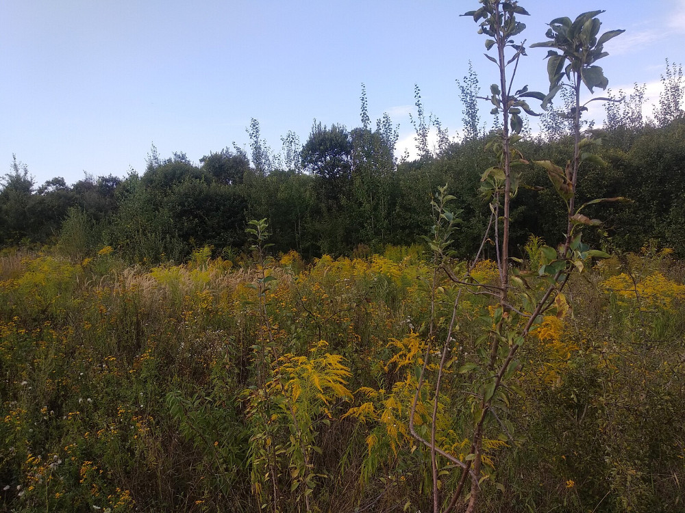 Продаж земельної ділянки 10 соток Pavlivka - photo 7