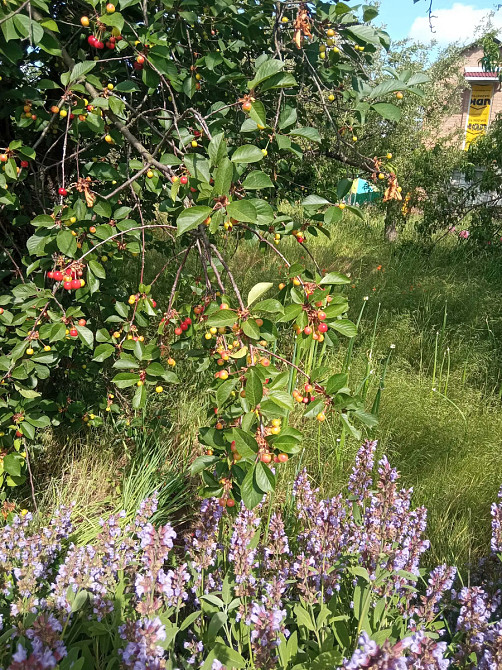 Терміновий продаж Кропивницький - фото 3