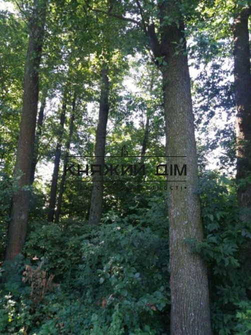 Продаж земельної ділянки 16 соток Protsiv - photo 4