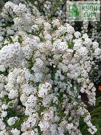 Продаж земельної ділянки 18 соток Водяне (м Знам'янка район)