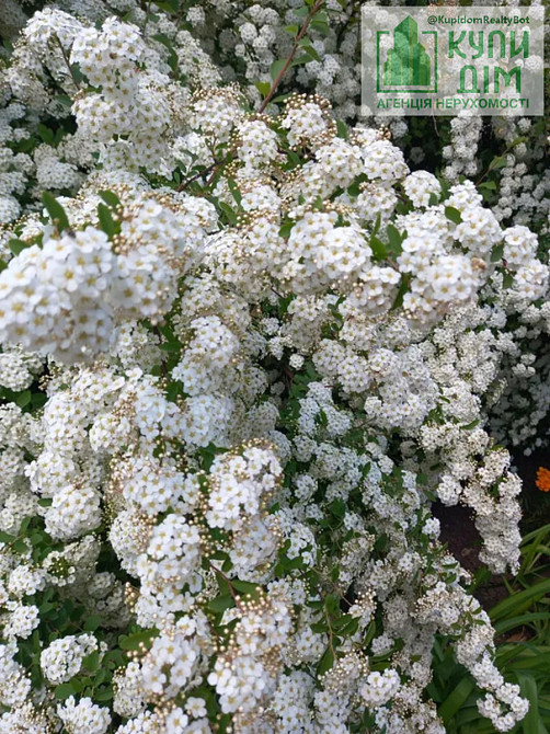 Продаж земельної ділянки 18 соток Водяне (м Знам'янка район) - фото 1