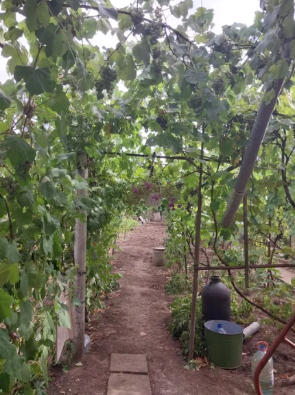 Продам дом в Светлом (Старые Дачи, 5 км от Одессы) Світле - фото 5