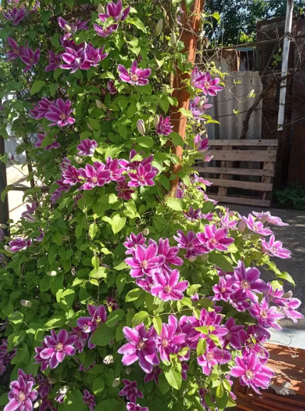 Продам дом в Светлом (Старые Дачи) Світле - фото 15