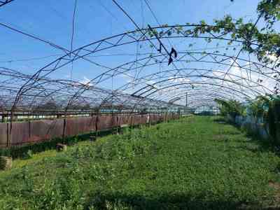 Продаж земельної ділянки 2 соток на дорога Нерубайское-Усатово, 2/2 Усатове