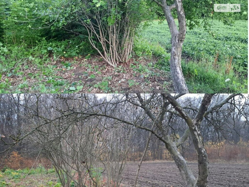 Продаж земельної ділянки 40 соток  - фото 7