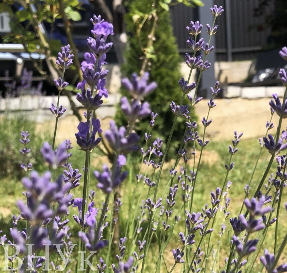 Продаж Будинок на Оноківська Uzhhorod - photo 20