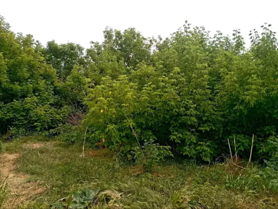 Продаж земельної ділянки Для будівництва приватного житлового будинку площа 6 сот вулиця Веселкова, 7 Одеса