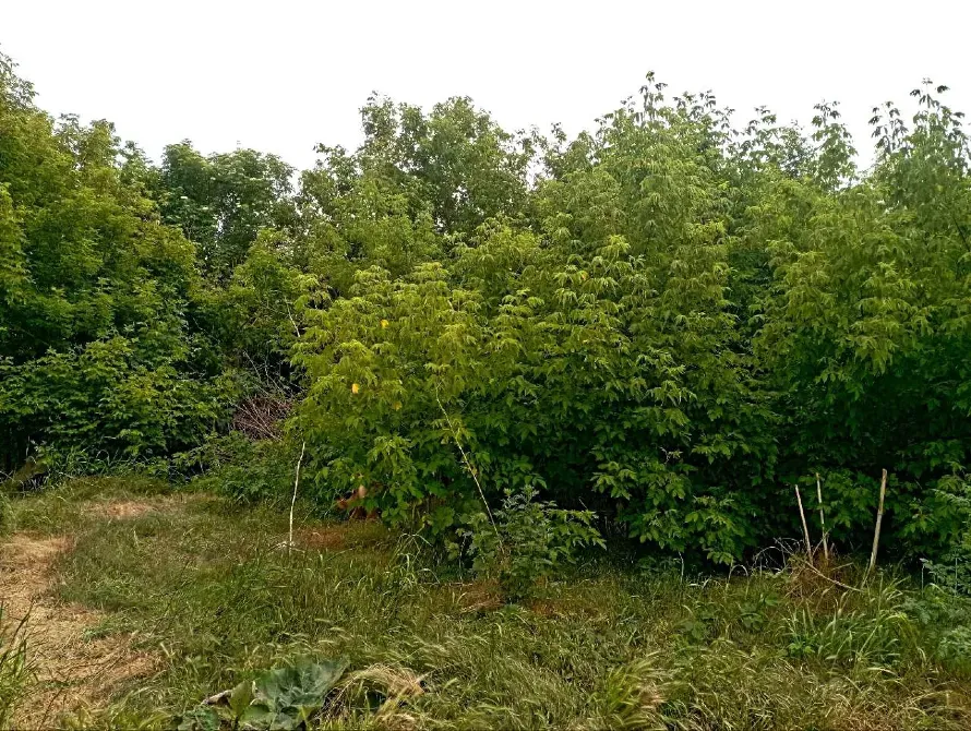 Продаж земельної ділянки Для будівництва приватного житлового будинку площа 6 сот вулиця Веселкова, 7 Одеса - фото 1