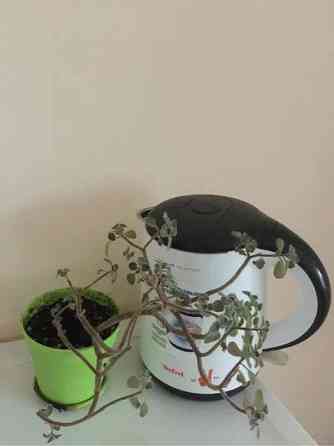 Оренда Квартира 1-кімнатна, 7/16 поверх Київ