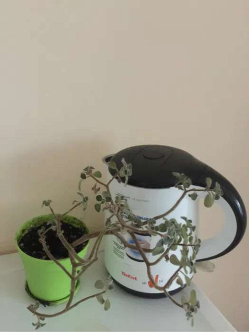 Оренда Квартира 1-кімнатна, 7/16 поверх Kiev - photo 3