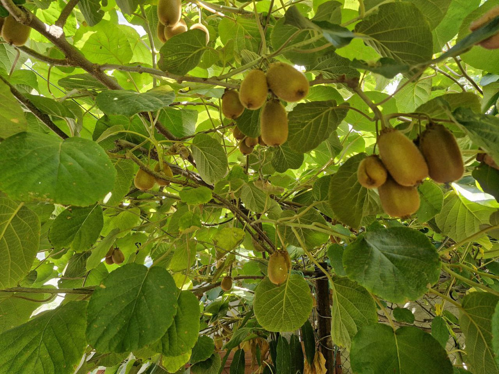 Дом в Суворовском районе (рядом Слободка и Усатово) Одесса - изображение 13