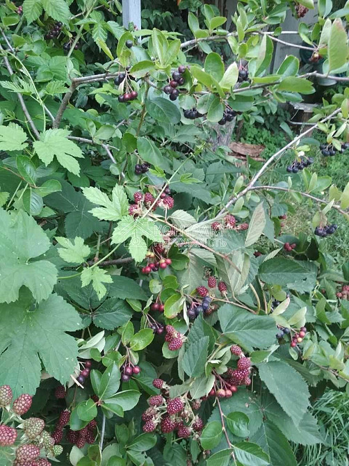 Продаж Будинок 2-кімнатний на вул. Верхня Гиївська Kharkiv - photo 18