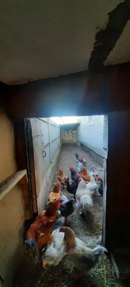 Продам 2-х этажный дом в с.Светлое (Лиманский р-н, 5 км от Одессы) Світле - фото 15