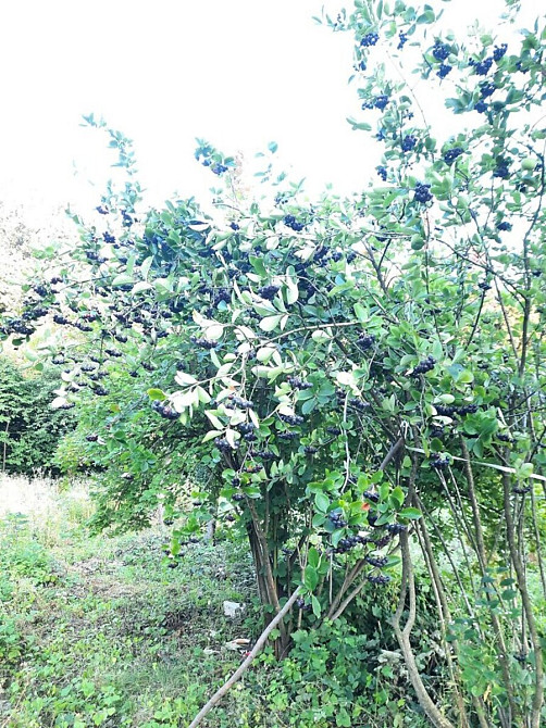 Продаж земельної ділянки 40 соток  - фото 15