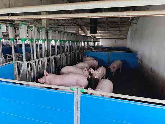 Продаж виробниче приміщення приміщень - 1, поверх - 1/1 Винница