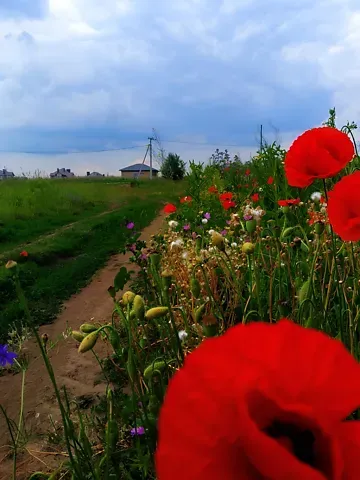 Продажа земельного участка  площадь 18 сот Лісова вулиця вулиця  - изображение 7